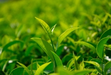茶葉品牌應(yīng)該如何策劃才能吸引消費(fèi)者呢？